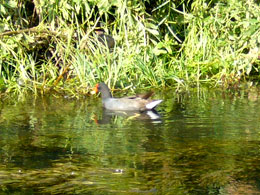 Especie de aves en Mejía